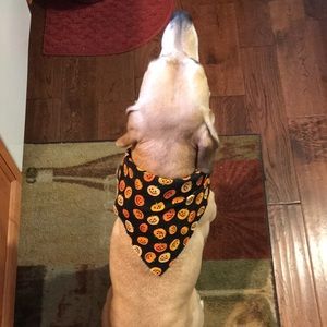 Meet your Posher, Molly